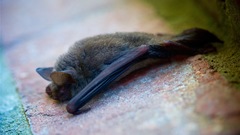 Myotis austroriparius