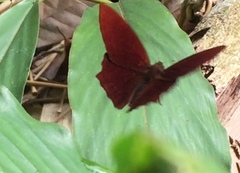 Abisara saturata kausambioides
