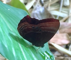 Abisara saturata kausambioides