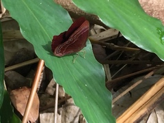Abisara saturata kausambioides