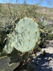 Opuntia aureispina