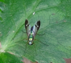Dolichopodidae