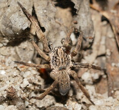 Mituliodon tarantulinus