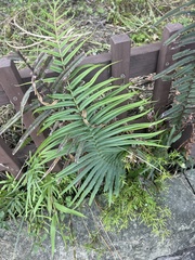 Pteris vittata
