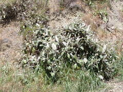 Pachystegia insignis