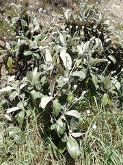 Pachystegia insignis