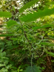 Urtica ferox