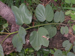 Piliostigma thonningii