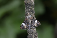 Alcis albifera