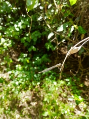 Austrolestes colensonis