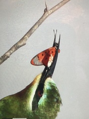 Acraea neobule