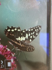 Papilio demodocus