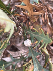 Ceronema dryandrae
