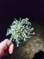 Evernia prunastri