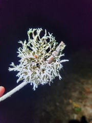 Evernia prunastri