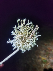 Evernia prunastri