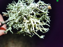 Evernia prunastri