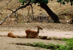 Tragelaphus sylvaticus