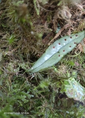 Lemmaphyllum diversum