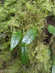 Lemmaphyllum diversum