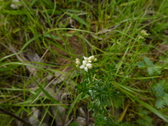 Asperula conferta