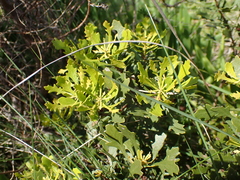 Morella quercifolia