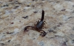 Vaejovis carolinianus