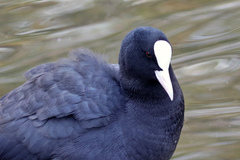 Fulica atra