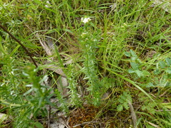 Asperula conferta