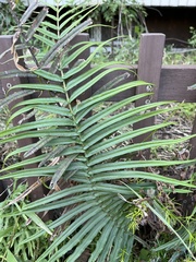 Pteris vittata