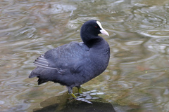 Fulica atra