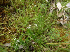 Asperula conferta