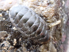 Ischnochiton maorianus