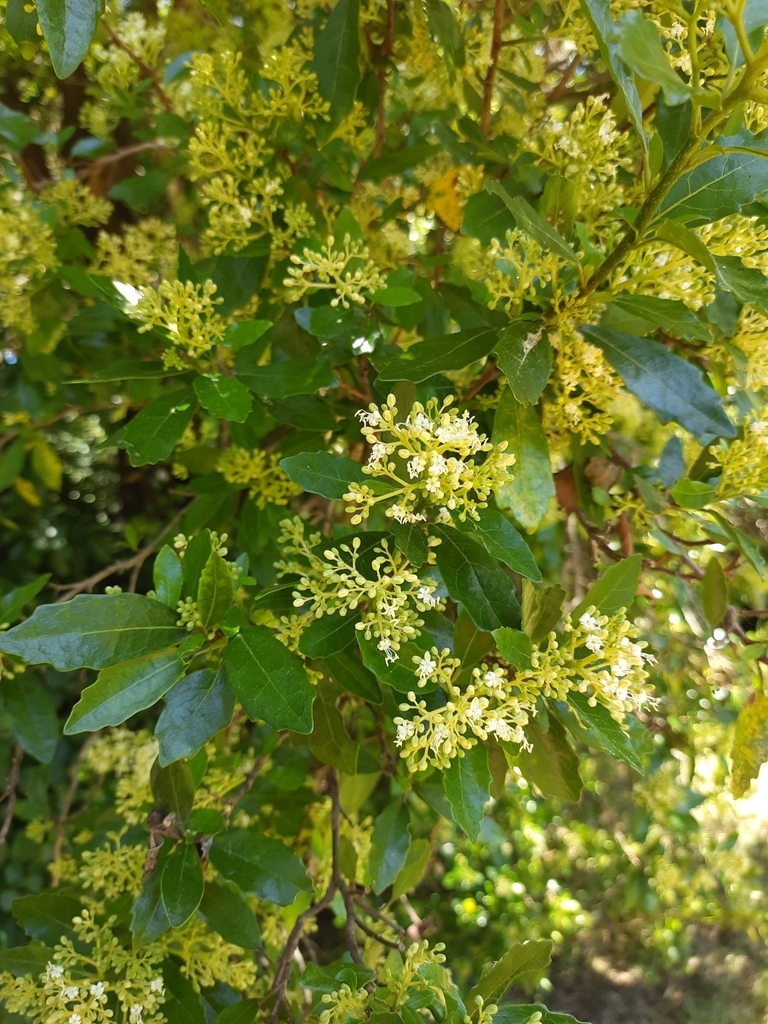 Pennantia corymbosa (Pennantia corymbosa)