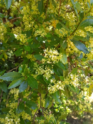 Kaikomako (Pennantia corymbosa)