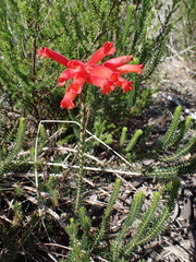 Erica cerinthoides cerinthoides