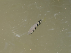 Toxotes jaculatrix
