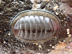 Chiton glaucus