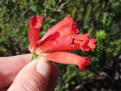 Erica cerinthoides cerinthoides