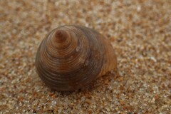 Calliostoma zizyphinum