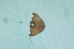 Thymistida nigritincta