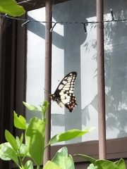 Papilio anactus