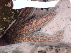 Stichaster australis