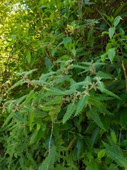 Urtica ferox