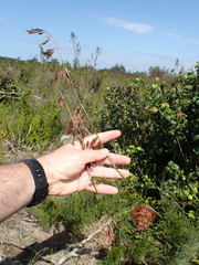 Thamnochortus glaber