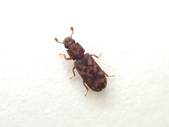 Bitoma insularis