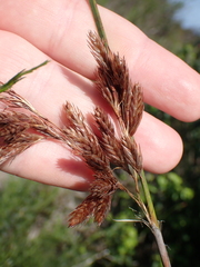 Thamnochortus glaber