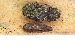 Bitoma insularis