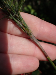 Thamnochortus glaber