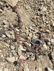 Monardella australis cinerea